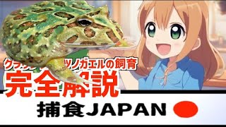 【完全ガイド】初心者向け！クラウンウェルツノガエルの飼育・お迎え準備徹底解説