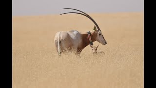 Scimitar-horned Oryx Reintroduction Update - Downlisted From Extinct in the Wild to Endangered!