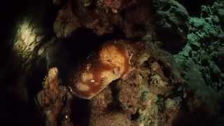 ナマコの産卵　体を垂直に持ち上げ卵を発射！！　ナイトダイビング　シミラン諸島　タイ　Laying eggs of the sea cucumber. Night diving,Thailand.