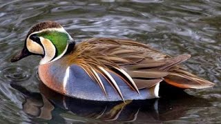 Baikal Teal ...British Waterfowl