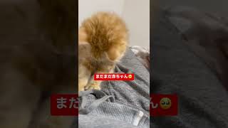 二足歩行も夢じゃない…#ねこ #shorts