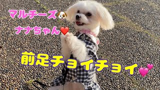 マルチーズ🐶ナナちゃん❤️前足チョイチョイ💕💕💕