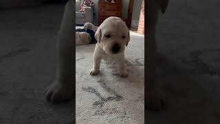 Cute puppy movements #viralvideo #shortvideo #pets #dogshorts #dogshorts #fannyvideo #dogy #dogy