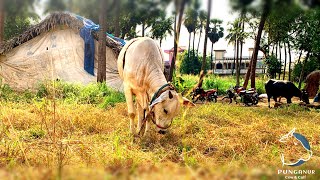 This Ongole Calf Age is 1year 6Monthes -4K||Ongole||Desi Cow Calf||Punganur Cow\u0026Calf||