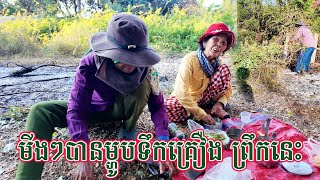 មីងៗមកធ្វើការកាប់ឆ្ការដុប ព្រឹកនេះបានម្ហូបទឹកគ្រឿងអន្លក់ខ្ចី