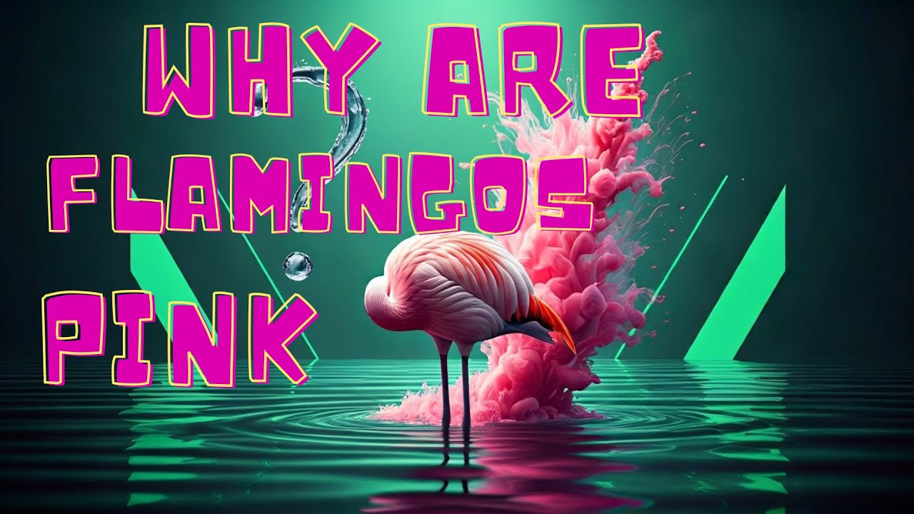 Why Are Flamingos Pink Youtube