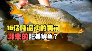 黄河含有大量泥沙，但为什么里面生存着大量鲤鱼？看完你就懂了！