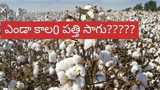 ఎండాకాల0 పత్తి సాగు#cotton cultivation in summer