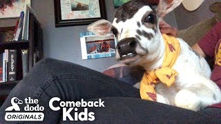 This Perfect Little Baby Is Called A ZEBU  | The Dodo Comeback Kids