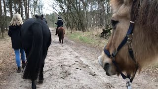 一緒にお散歩する弟フィヨルドホースとイケメン元競走馬　🐴🐴👩🏻👩🏼🌳⛰