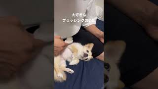 パパいつもブラッシングしてくれてありがとう🐶💕 #shorts #shortvideo #ペキチワ #ミックス犬 #癒し動画 #もふもふ