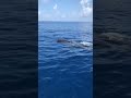 Rare Whale Sharks Spotted off Florida's West Coast