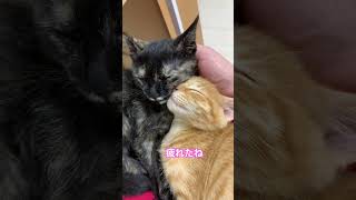 幼少期のニャン達　#shorts #cat #kitten #ねこ　#子猫　#茶トラ　#サビ猫