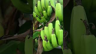 কলা !!!! তাও আবার ছাদে? || Rannar Somaroh  #chadbagan #rooftopgarden #gardening #rooftop #banana