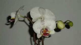 Orchidea