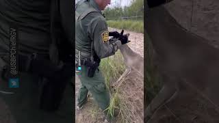 Agentes de la Patrulla Fronteriza rescatan a un “ayudante de Santa” en Texas  #shorts