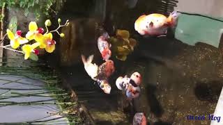 Stunningly beautiful Koi aquarium with peaceful nature / Koi fish