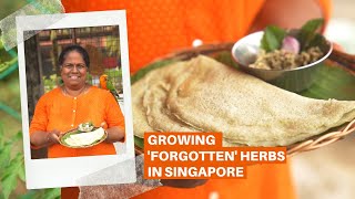 Growing ‘forgotten’ herbs in a Kranji garden | From The Garden | The Straits Times