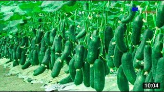 Amazing Agriculture Technology  Plant and Harvest Cucumbers in The Net House  Harvest Bell Peppers36