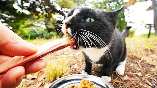 A spayed stray cat that meows with a unique cry and eats happily