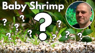 Why Aren't My Shrimp Breeding? 🖐️ Reasons with solutions!