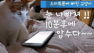 구름, 바람, 고양이들 94화- 동영상 좋아하는 고양이, 고양이 레슬링, 추위에 강한 산골 고양이들, 마당고양이, 강아지, 고양이식당, 길고양이 밥주기