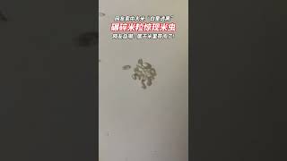 大米“白里透黑”，惊现米虫!你有什么妙招可以防虫吗？