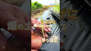 【玉ねぎの植えつけ 】簡単上手に!!植え付けの方法とポイント♪＃shorts　＃玉ねぎ　＃玉ねぎ栽培