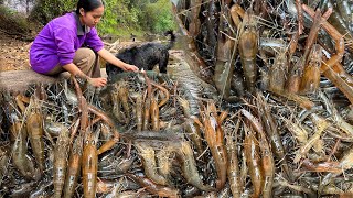 กุ้งก้ามกุ้งใหญ่ เข้ามุ้งดีสุดๆ 9/ก.พ/2567