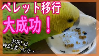 ペレット移行大成功のセキセイインコ　シード食からペレット食へのやり方〈♯105〉