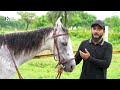 দেশে যে কারণে জনপ্রিয় হচ্ছে হর্স রাইডিং horse riding dhaka bangladesh the business standard