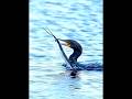 IMPOSSIBLE! BIRD SWALLOW THE WHOLE LONG MOUTH FISH #BIRD #Wildlife #animal