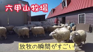 【六甲山牧場】山羊に餌やりや羊の放牧！チーズソフトクリームを食べて満喫