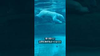 ゆめちゃんの泳ぎかた～  ホッキョクグマのゆめ  《王寺動物園》