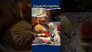 ఈ పిల్లి ఆస్తి తెలిస్తే ఆశ్చర్యపోతారు #shorts #viralshort #facts