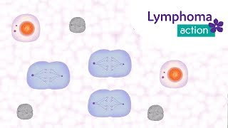 Lymphoma Action: How does chemotherapy work?