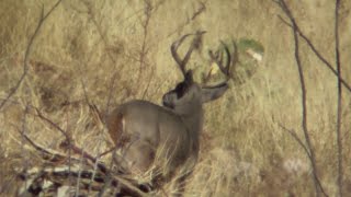 Rutting Coues Bucks! Big, Medium, Small \u0026 a 120++