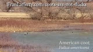 Coots are not Ducks