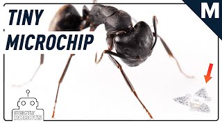 This Teeny Tiny Winged Microchip Is the Size of A Grain of Sand | Mashable