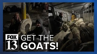 Utah town steps up to help stranded goat farmers during winter storm