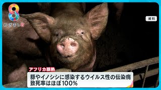 「アフリカ豚熱」感染拡大で日本の食卓に影響も 韓国で急拡大…豚致死率100％【めざまし８ニュース】