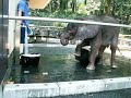 媛ﾁｬﾝﾊﾞｹﾂ遊び20070817 19とべ動物園