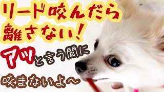 【柴犬 もみさん】リードの噛み癖なおったよ 。コレクションで躾　The Pomeranian soon stopped chewing on Reed