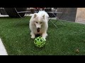 samoyed barking and howling compilation