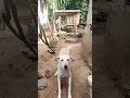 ഈ ഫോട്ടോയിൽ കാണുന്ന വാ പോലാന്തൻ tranding dog lover