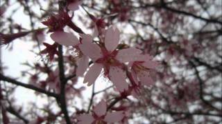 2011年　桜　ＳＡＫＵＲＡ