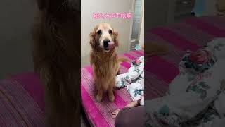 Yuanbao: Women are so hard to please #goldenretrieverfun #pets#shorts