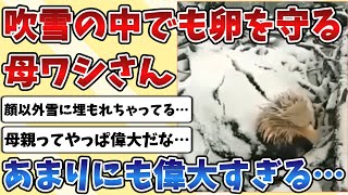 【2ch動物スレ】吹雪の中や厳しい自然の中でも卵を守る『母ワシ』があまりにも偉大すぎて全世界が涙する・・・