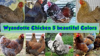 Wyandotte Chicken 5 beautiful Colors || Wyandotte chicken breed || Wyandotte chicken farming