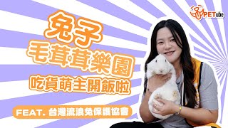 兔子毛茸茸樂園🐰吃貨萌主開飯啦‼️ Feat. 台灣流浪兔保護協會【寵物知識+】｜#哈寵PETube 第307集